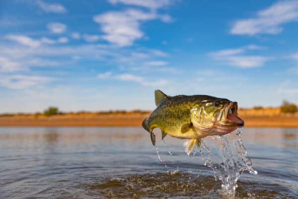 Largemouth bass is an incredible sport fish.