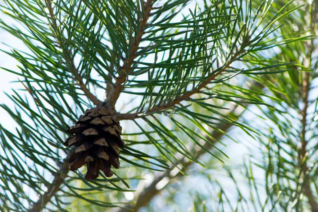 Both loblolly and longleaf pine trees are coniferous.