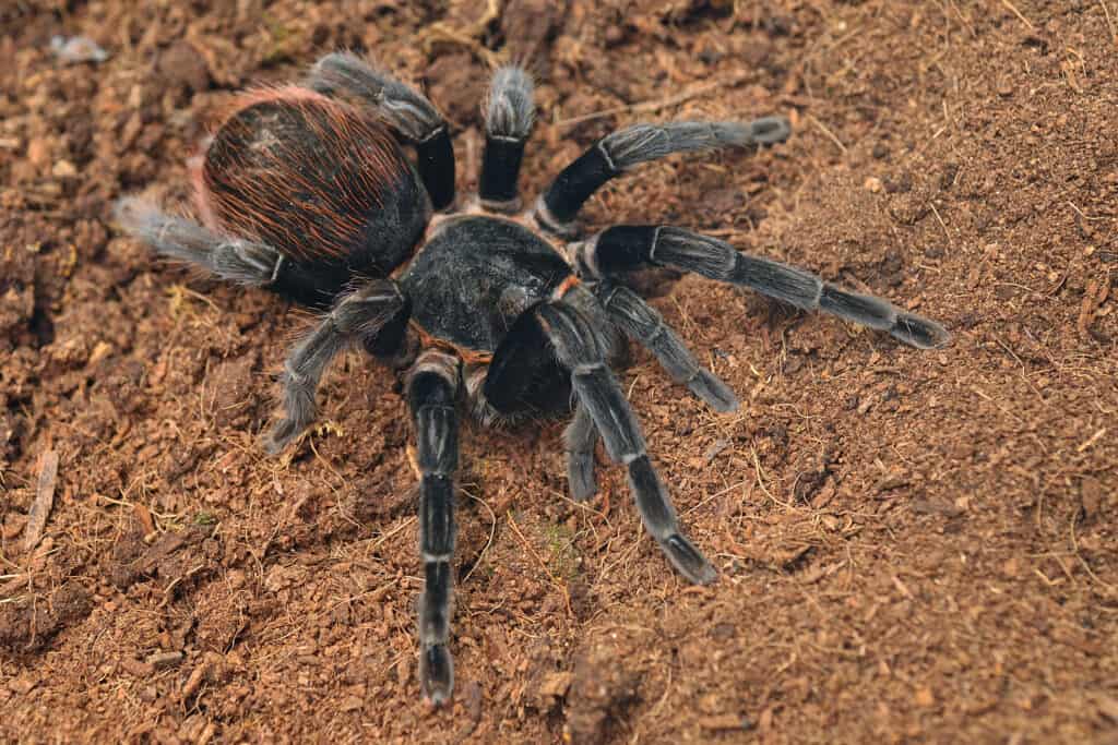 Mexican redrump tarantula Brachypelma vagans