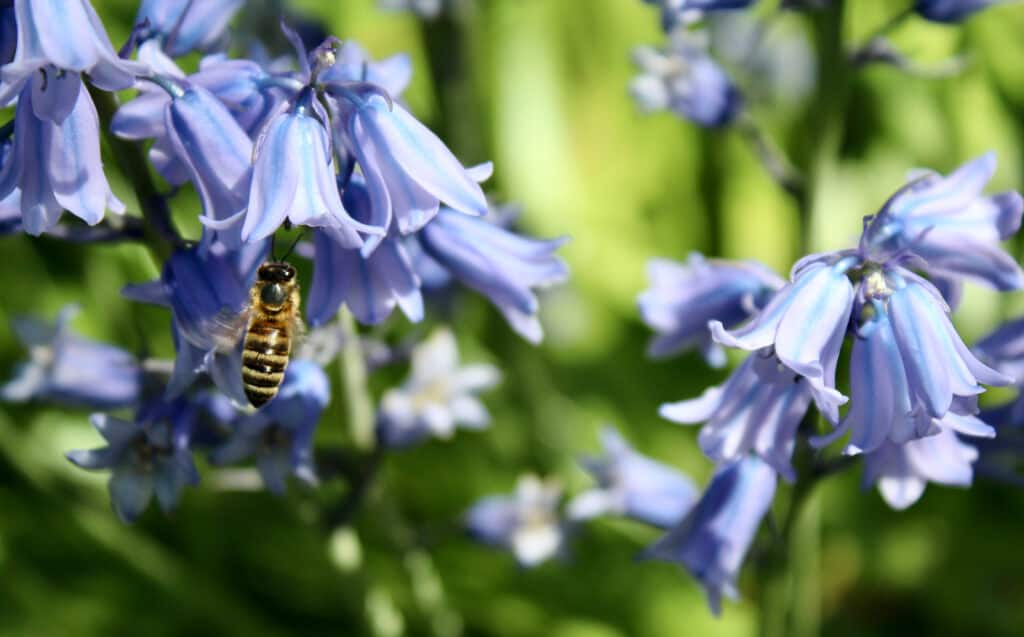 A honeybee collects pollen from a Spanish bluebell flower.