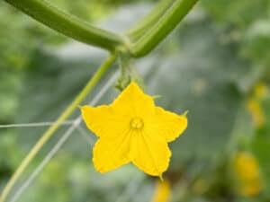 Male vs Female Cucumber Flowers: What’s the Difference? Picture