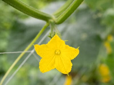 A Male vs Female Cucumber Flowers: What’s the Difference?