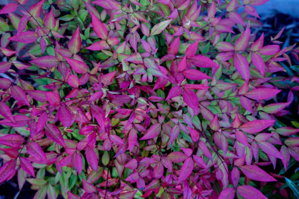 Nandina - Blush Pink shrub with red new growth.