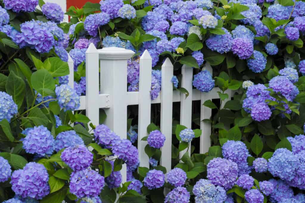 Purple and blue hydrangea flowers growing through a white picket fence.