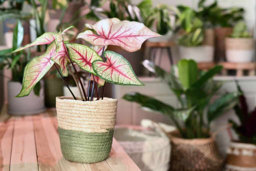 Caladium