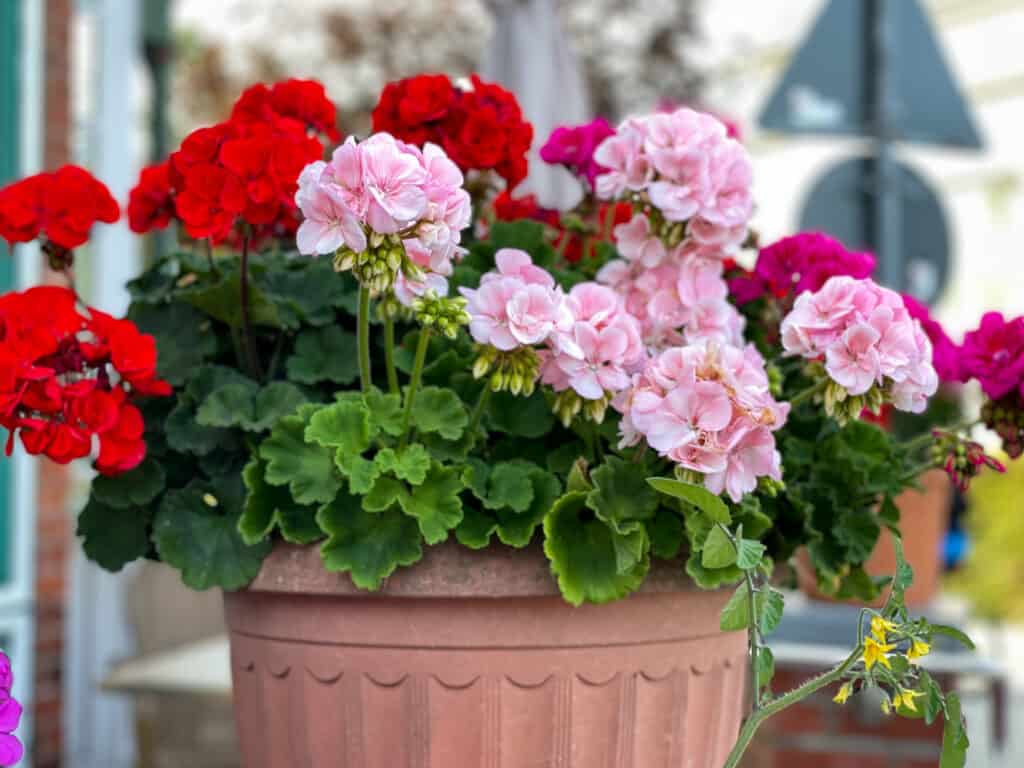 Potted geraniums