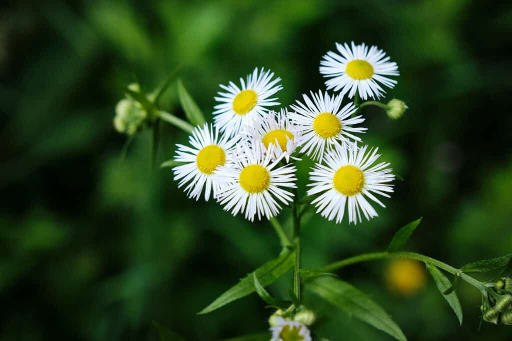Fleabane flowers are delicate Texas Wildflowers that can be seen from March until September.