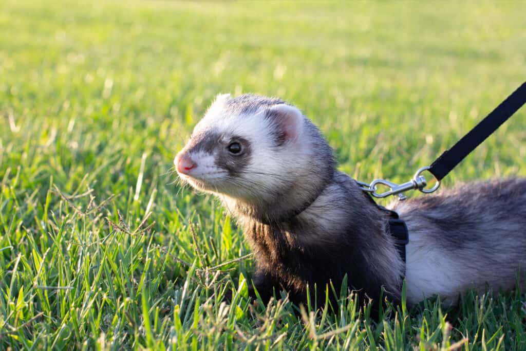 Sable ferret