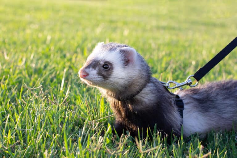 Sable ferret