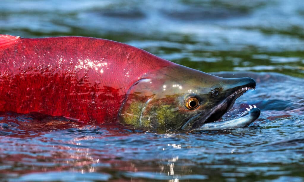 Sockeye Salmon Teeth