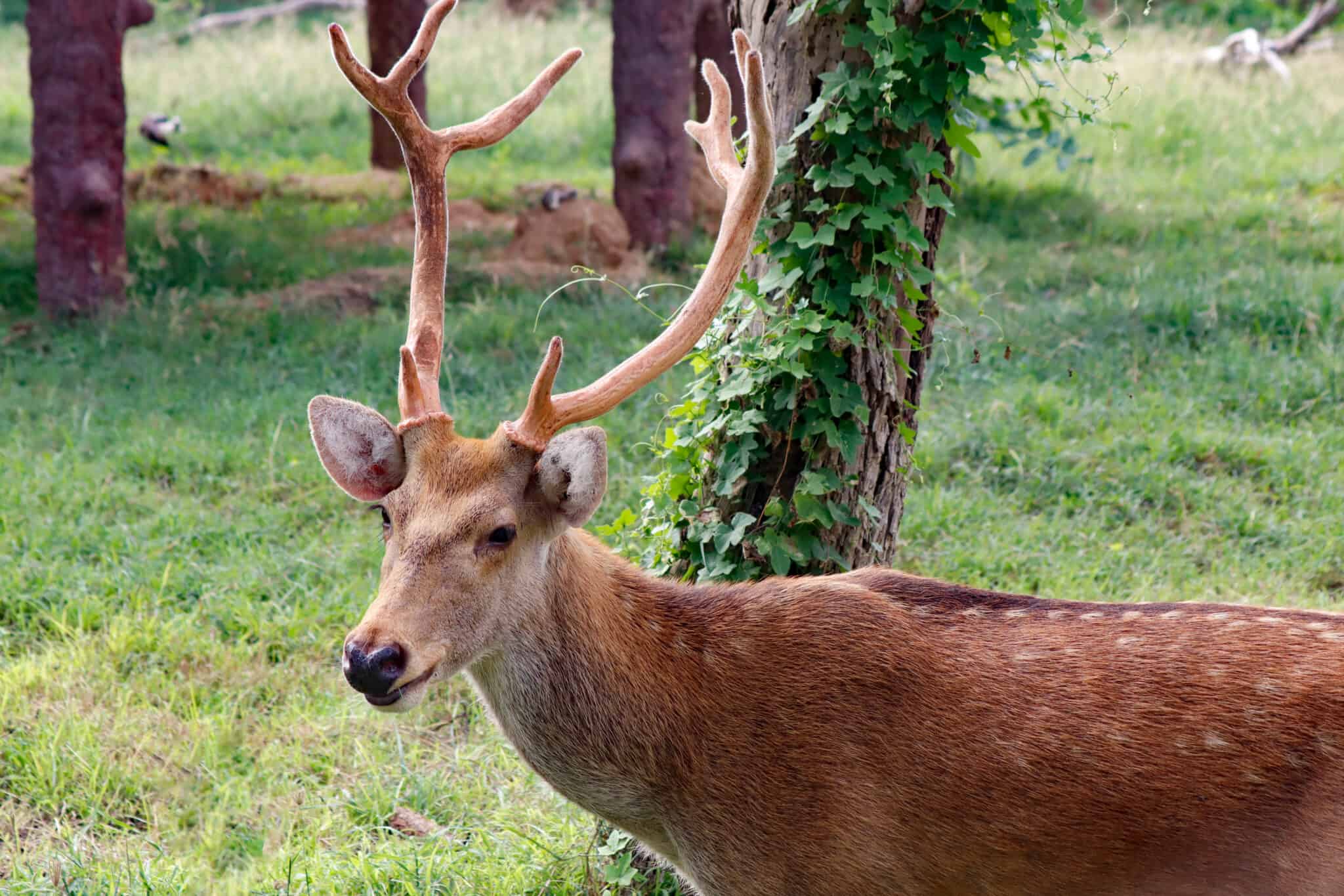 Deer Season In Vermont Everything You Need To Know To Be Prepared A