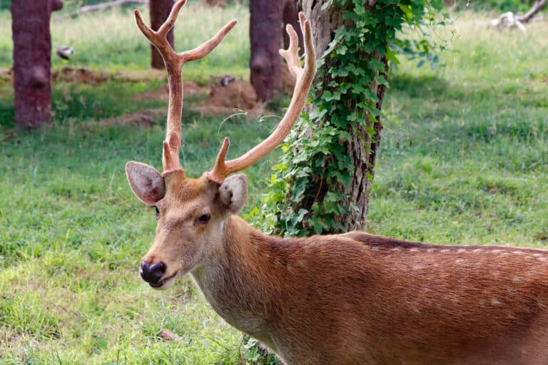 Deer Size Comparison: Just How Big Do the Different Types Get? - A-Z