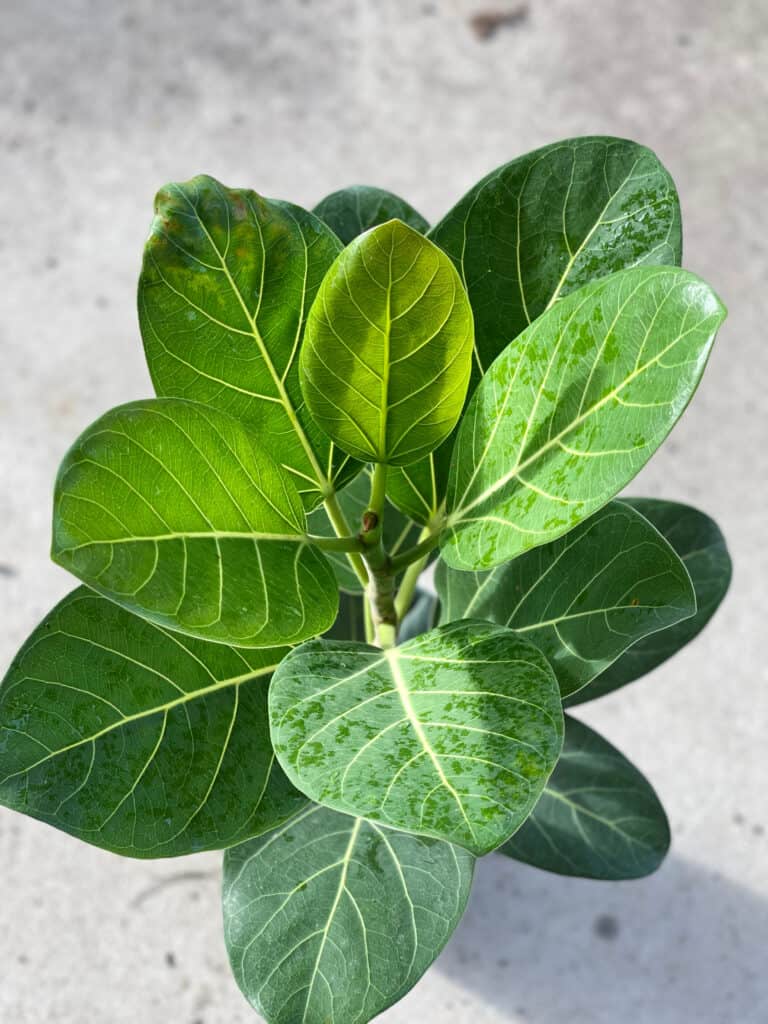 Ficus Audrey plant in a grower's pot.