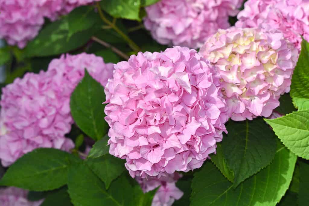 Close up of vibrant pink mophead hydrangeas