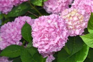 Old Wood vs. New Wood Hydrangea: What’s the Difference? Picture