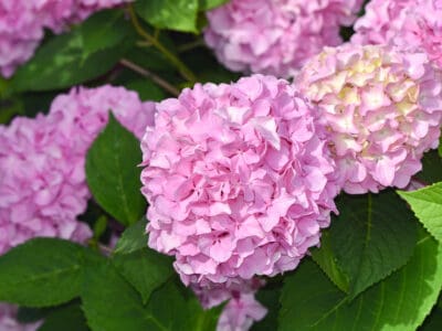 A Old Wood vs. New Wood Hydrangea: What’s the Difference?