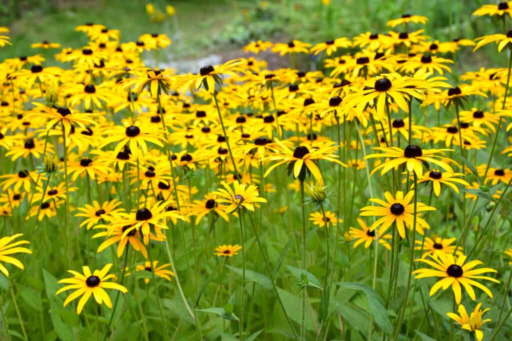 Black Eyed Susan Vs Coneflower What s The Difference A Z Animals