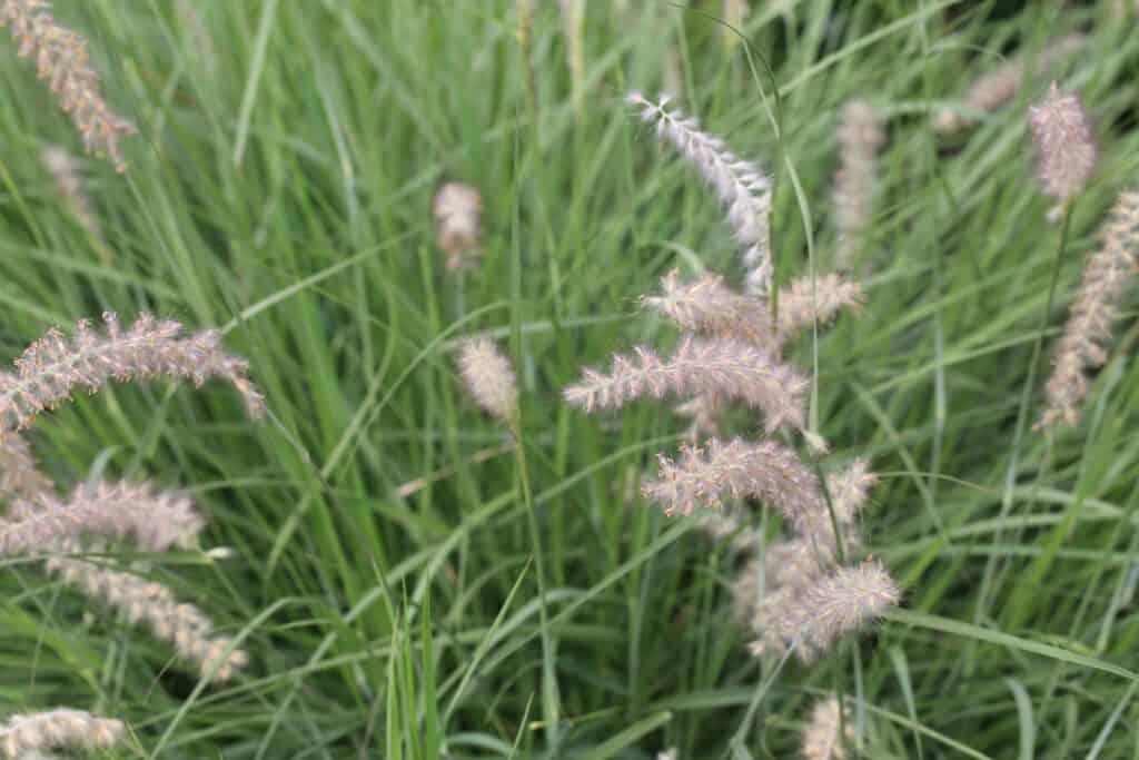 Little bluestem 