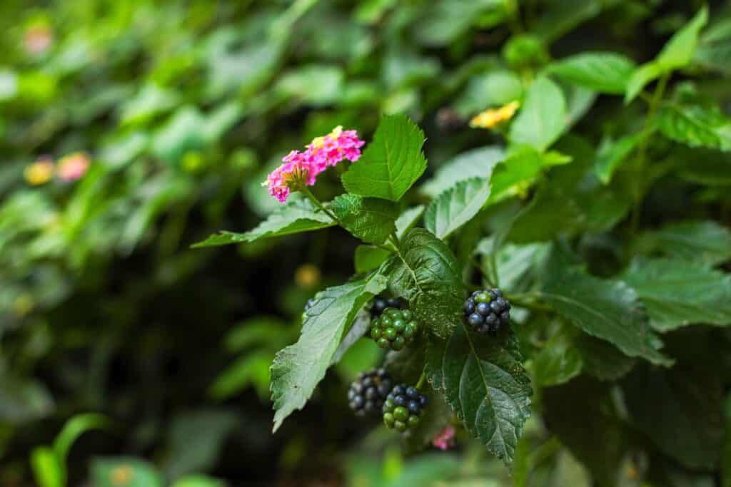 latana with blackberries