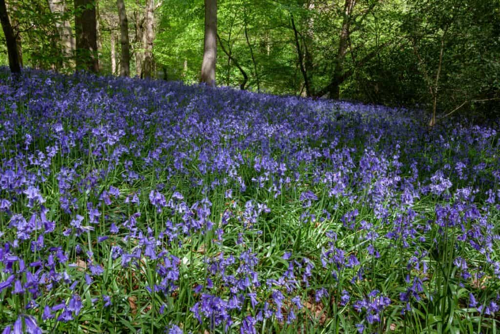 A field of English bluebells on a forest floor beneath the trees.