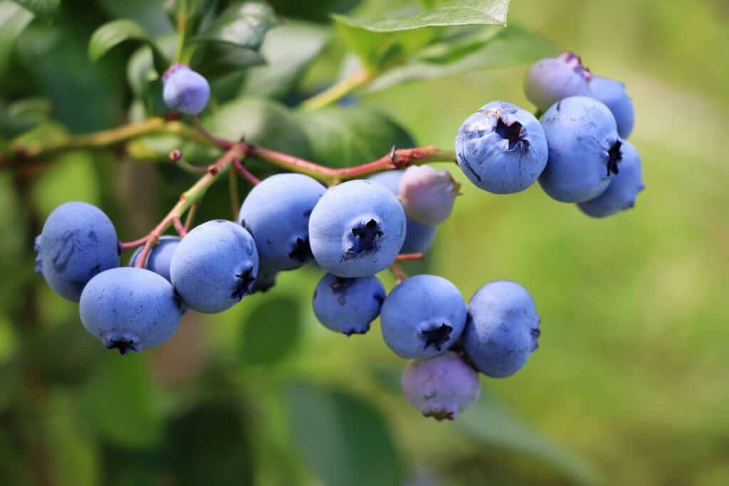 Center frame: A dozen purple to lavender  blueberries are the focus of the frame, with a dozen more partially obscured berries around them. The berries are growing on a stem that is green and red. Out-of-focus background of green. 