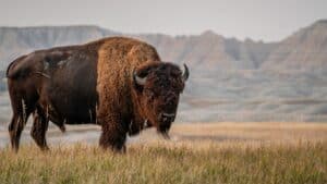 See This Bison Literally Throw Their Friend to the Wolves as They Escape Picture