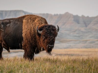 A Bison Quiz: Test Your Knowledge!