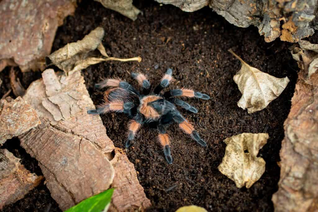 Mexican redleg tarantula Brachypelma emilia