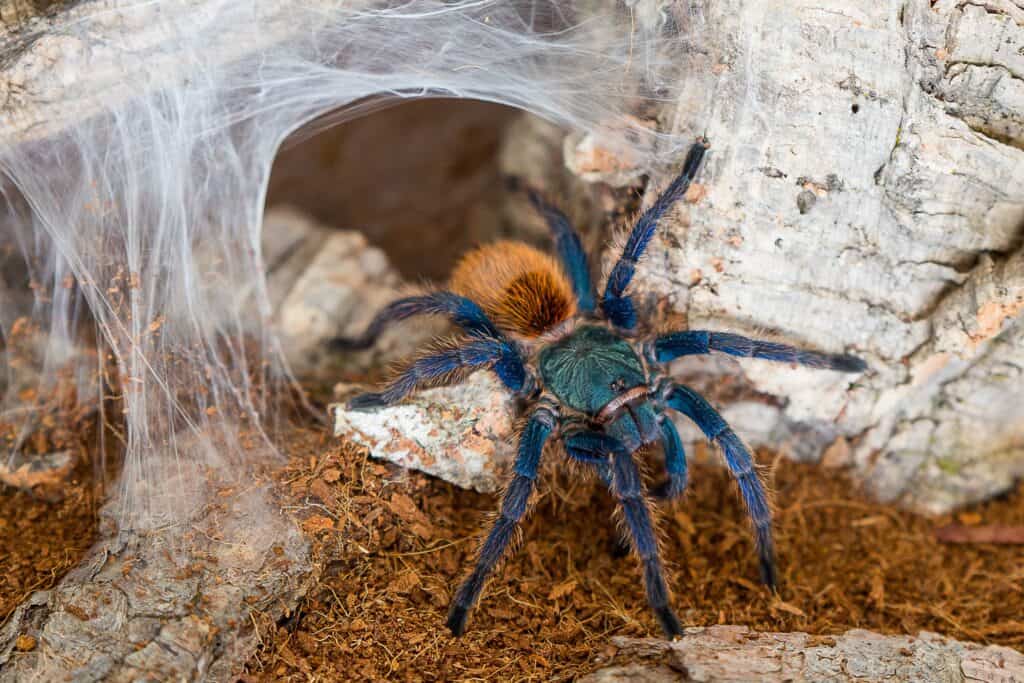 baby blue tarantula