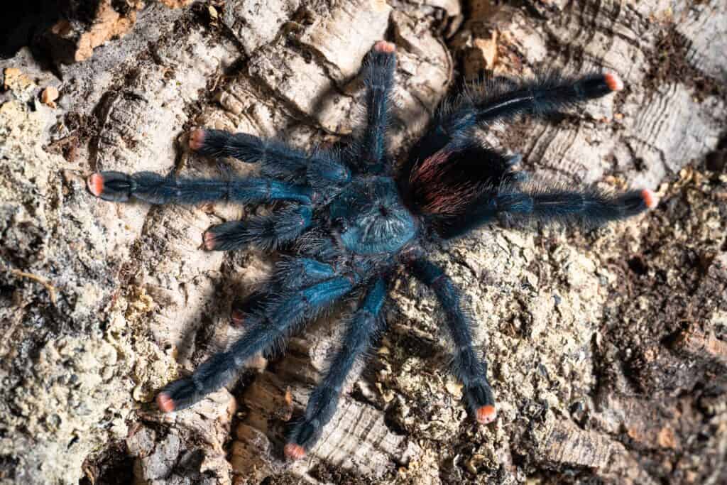 Guyana pinktoe tarantula Avicularia avicularia