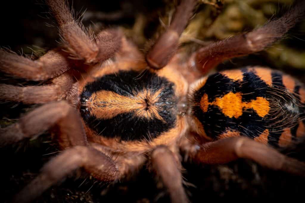 pumpkin patch tarantula