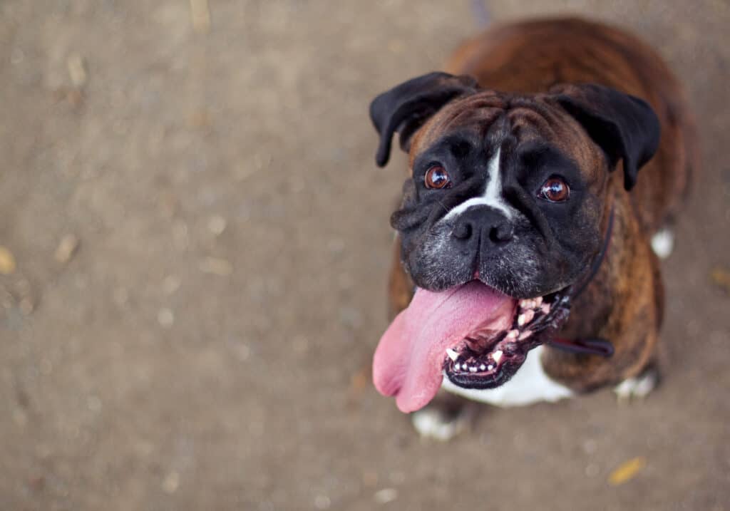 Boxer dog teeth