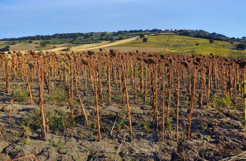 Field of cultivation of dry, dead sunflowers due to drought.