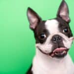 Boston terriers shed minimally.