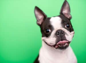 Do Boston Terriers Shed? Picture