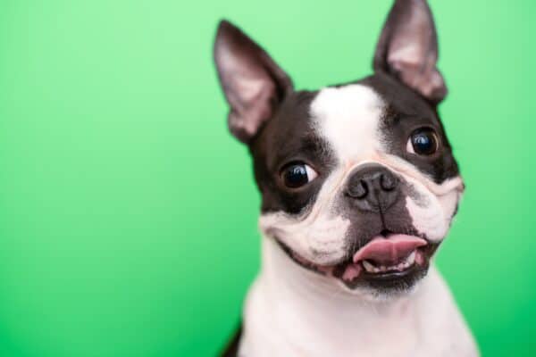 Boston terriers shed minimally.