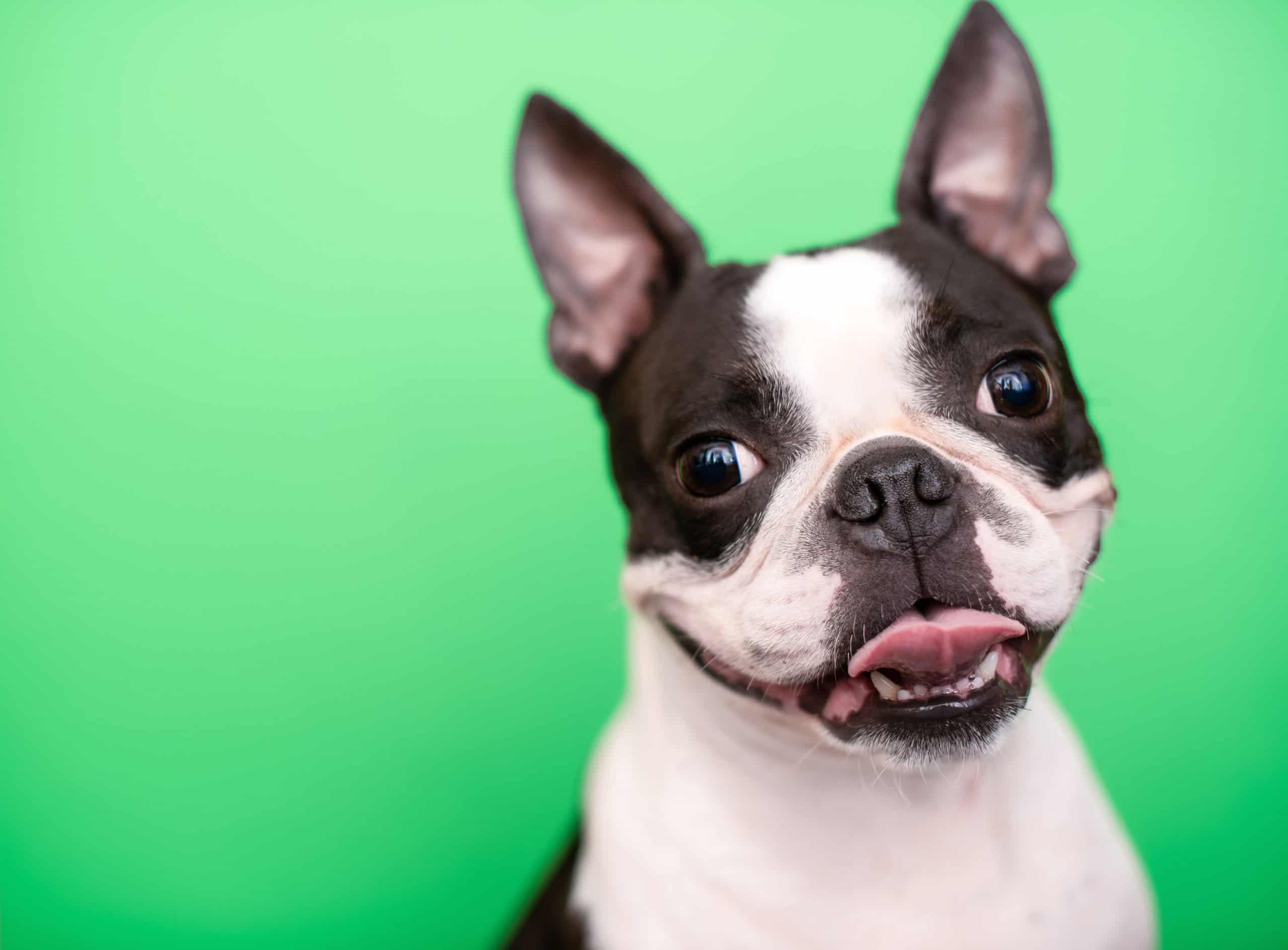 Do Boston Terriers Shed? - AZ Animals