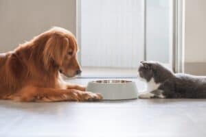 Can Dogs Eat Cat Food? Should They? Picture