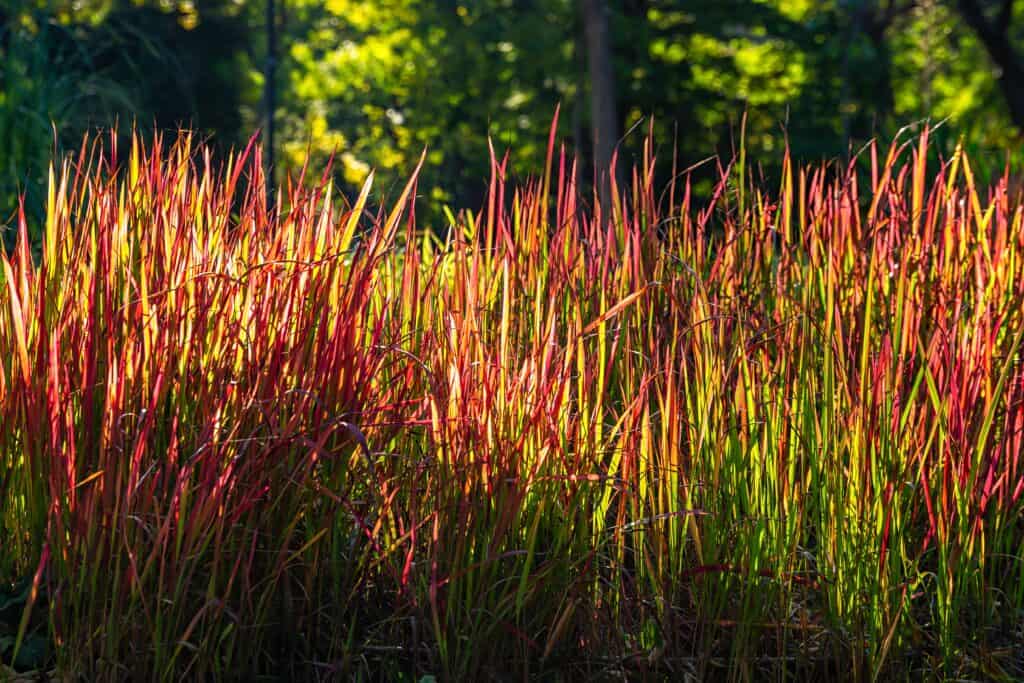 Japanese blood grass