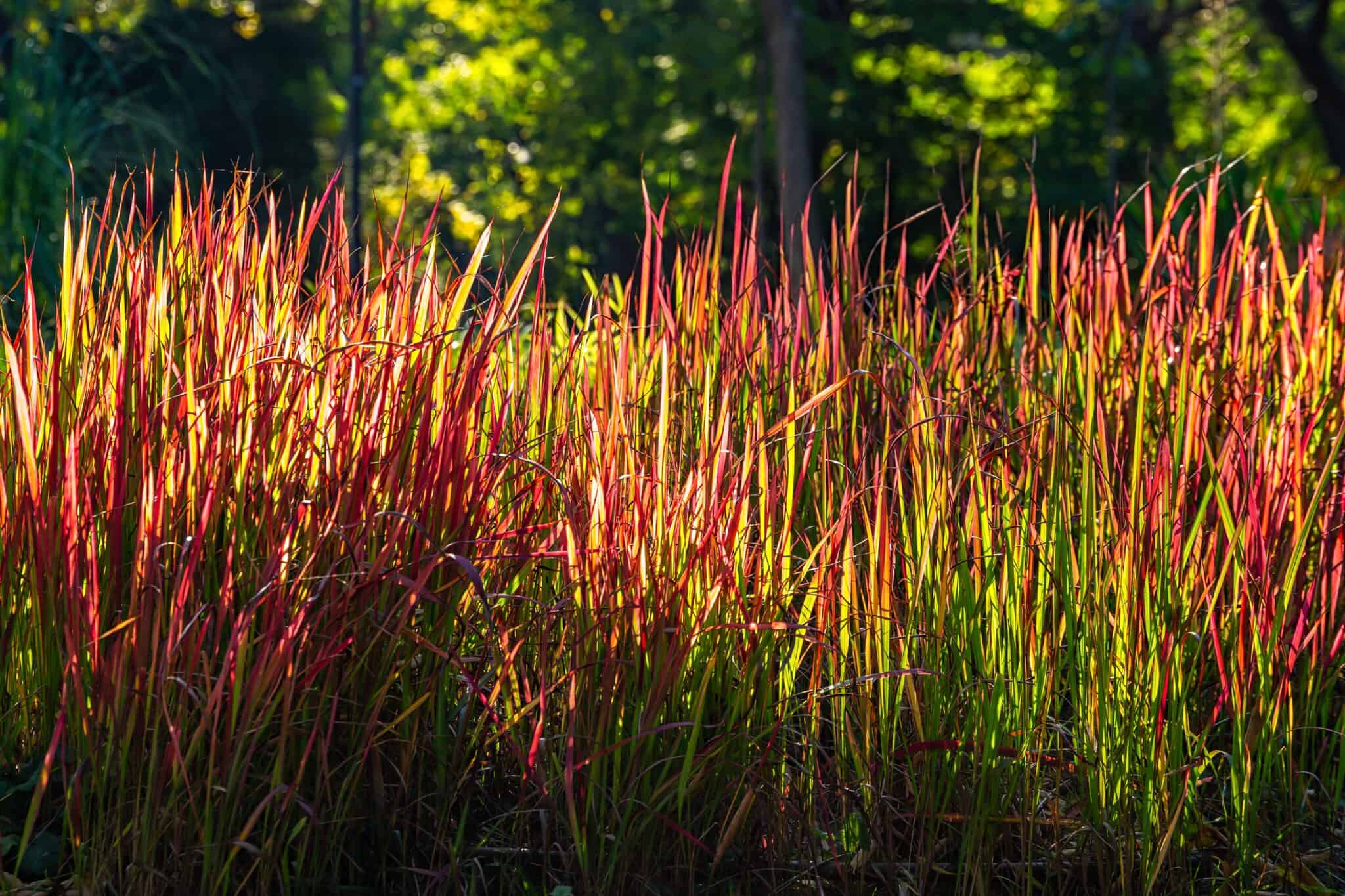 The 23 Best Ornamental Grasses For Zone 6 A Z Animals   Shutterstock 2066042450 2048x1365 