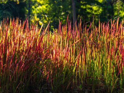 A The 23 Best Ornamental Grasses for Zone 6
