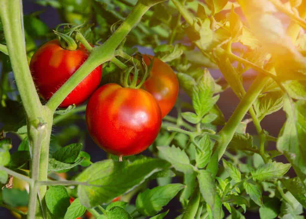 Fresh red celebrity tomatoes plants in organic greenhouse garden