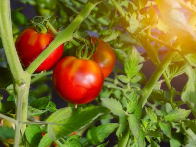 A Growing Tomatoes in Maine: Ideal Timing + 10 Helpful Tips
