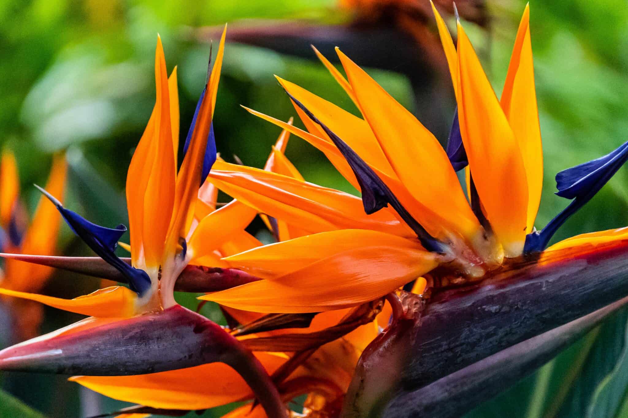 Bird of Paradise Flowers: Meaning, Symbolism, and Proper Occasions - A