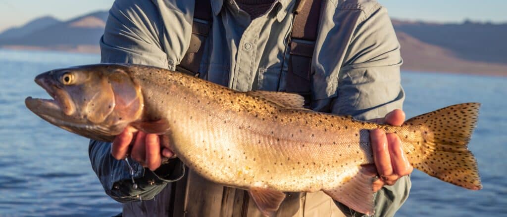 Cutthroat trout