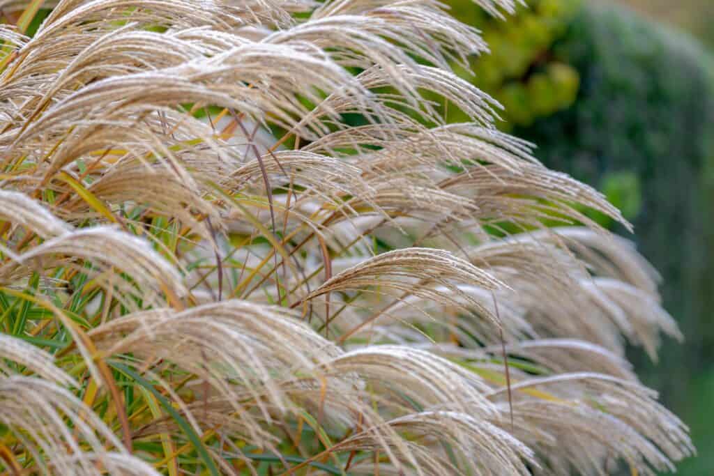 Miscanthus sinensis or Chinese Silver Grass