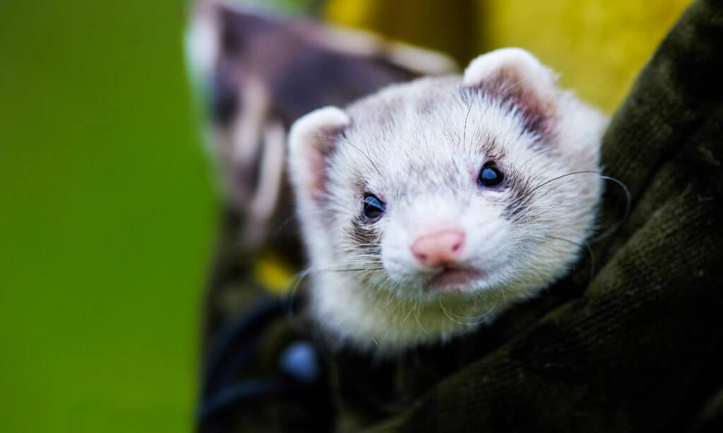 Blaze sable ferret