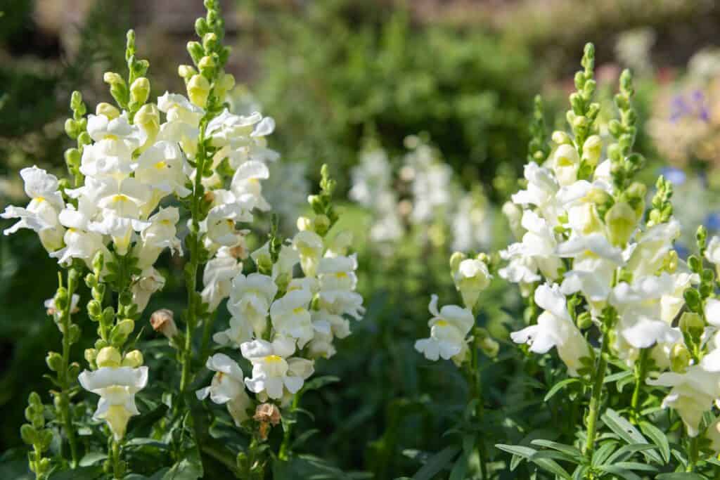 white snapdragon