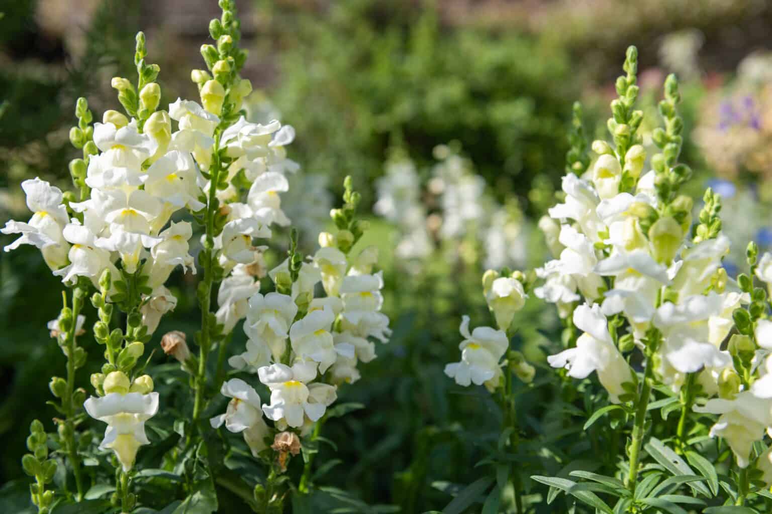 11 Deer-Resistant Annual Flowers - A-Z Animals