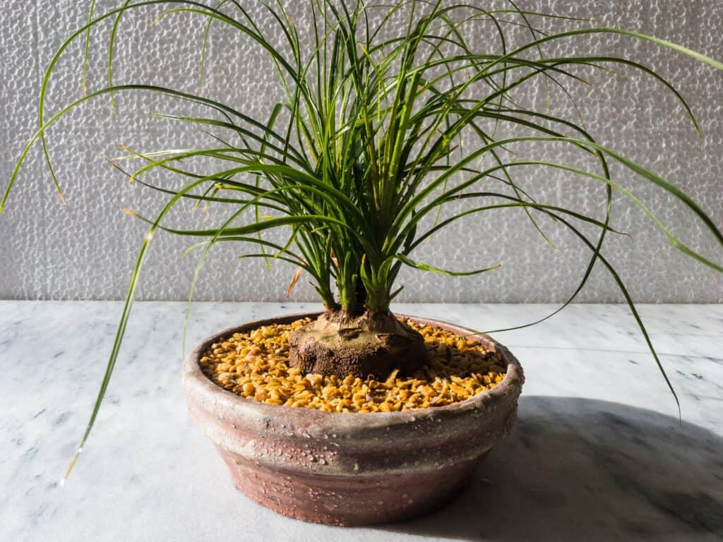 ponytail palm bonsai